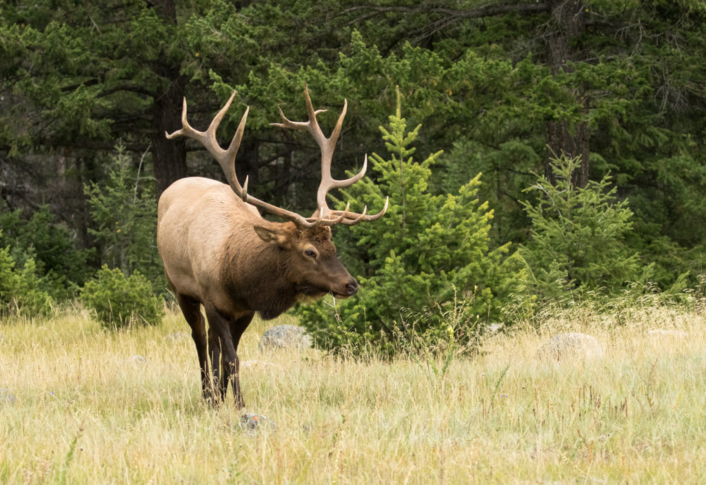 Wild Locals You Might Meet in Banff National Park